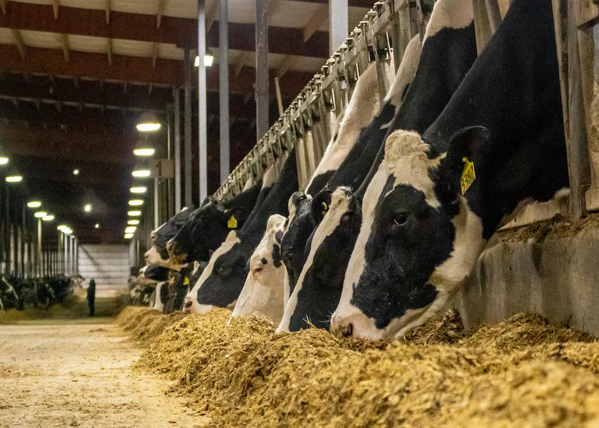 Cows Will Tell You When They’re Feeling “Off” Dairy Herd